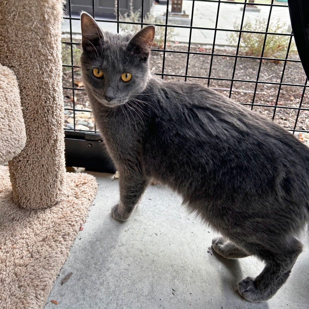 Earl Grey, an adoptable Domestic Short Hair in Hailey, ID, 83333 | Photo Image 3