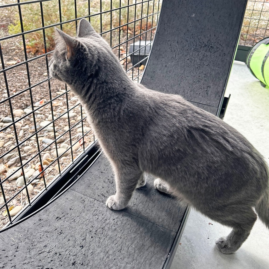 Earl Grey, an adoptable Domestic Short Hair in Hailey, ID, 83333 | Photo Image 4