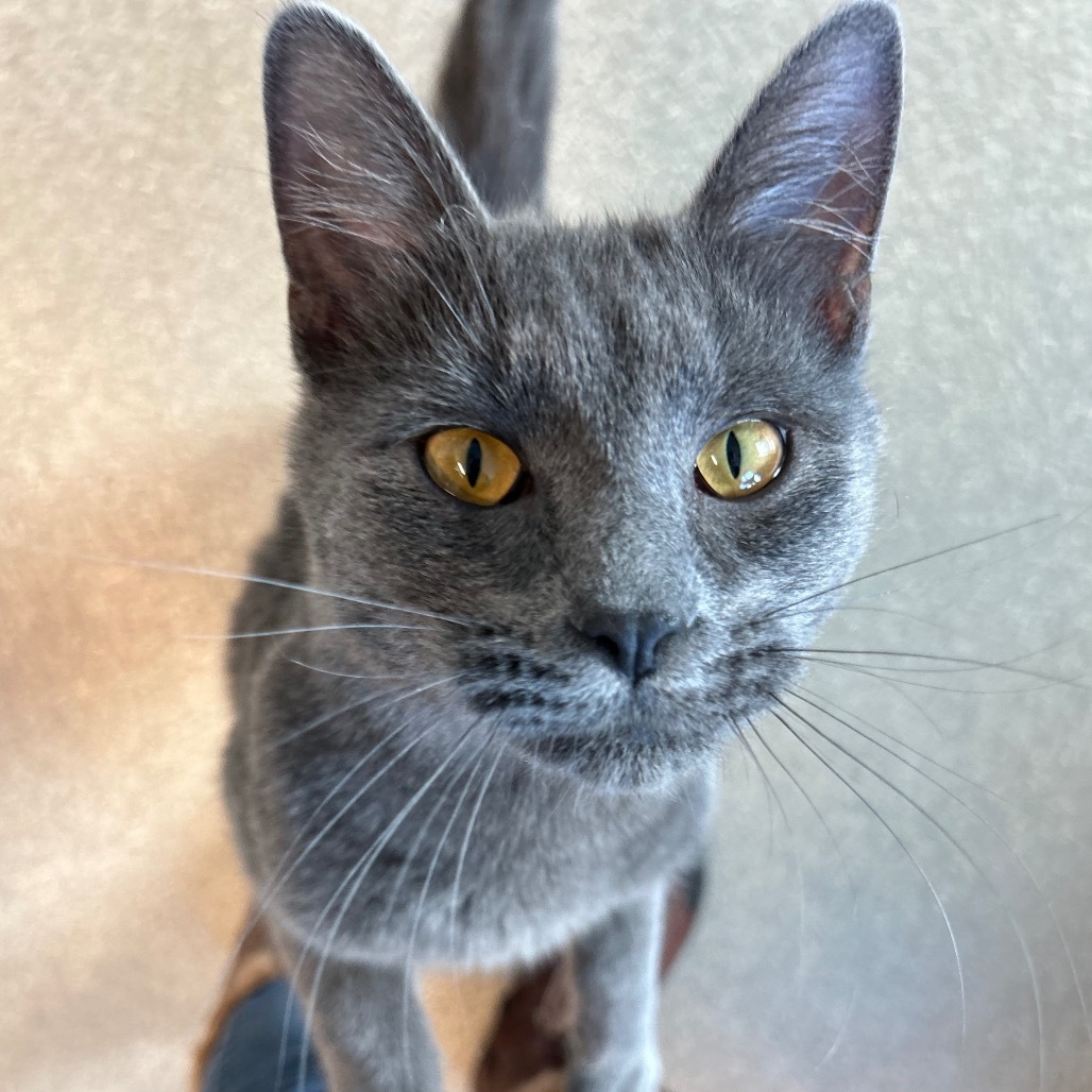 Earl Grey, an adoptable Domestic Short Hair in Hailey, ID, 83333 | Photo Image 5