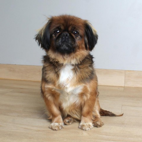 Farrah D18696, an adoptable Pekingese in Minnetonka, MN, 55345 | Photo Image 1