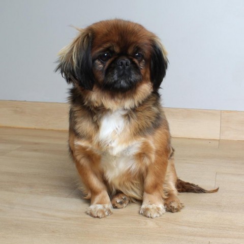 Farrah D18696, an adoptable Pekingese in Minnetonka, MN, 55345 | Photo Image 2