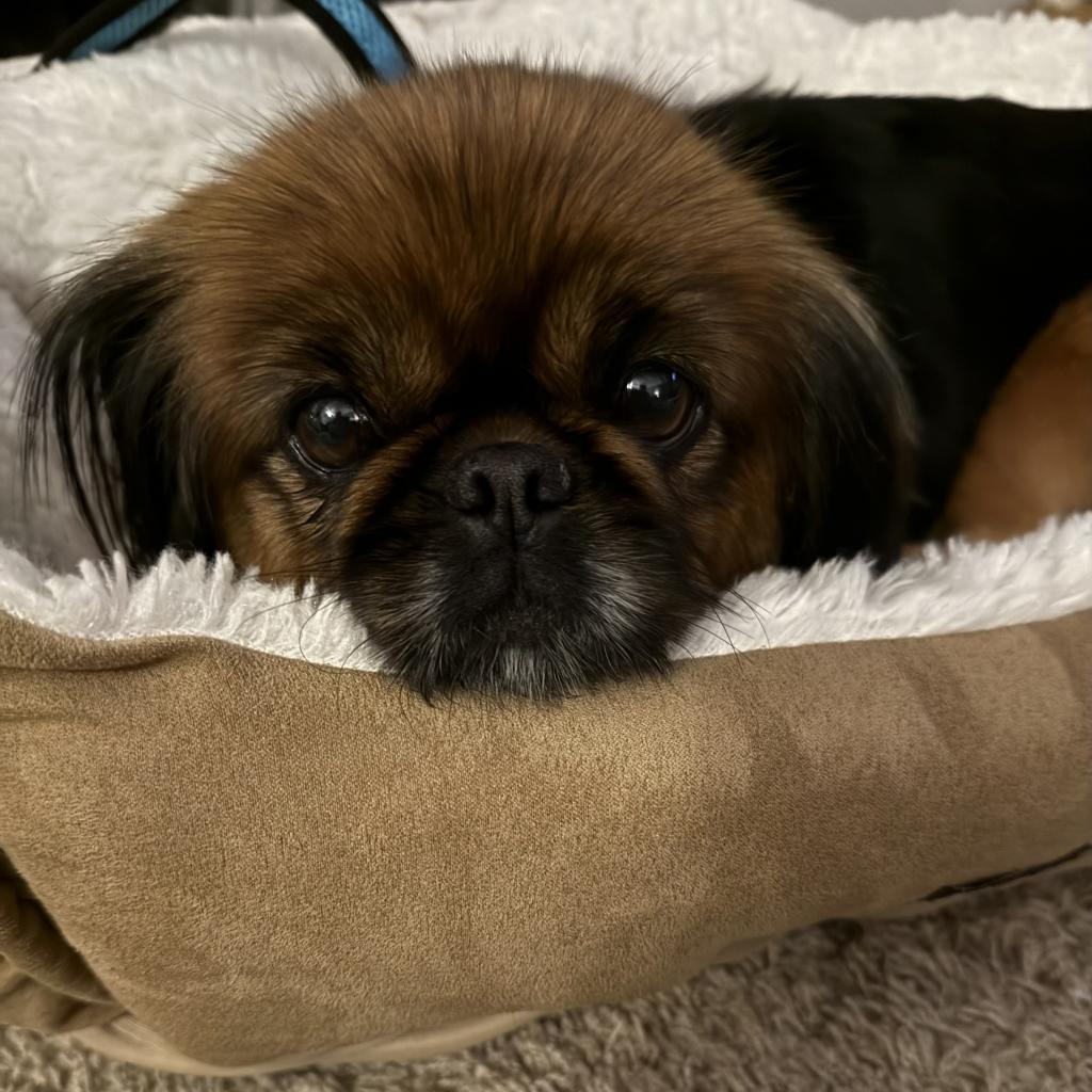 Farrah D18696, an adoptable Pekingese in Minnetonka, MN, 55345 | Photo Image 2