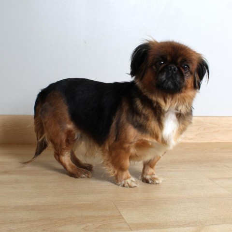 Farrah D18696, an adoptable Pekingese in Minnetonka, MN, 55345 | Photo Image 3