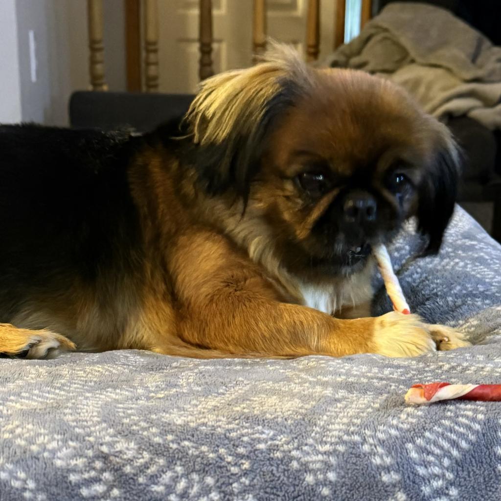 Farrah D18696, an adoptable Pekingese in Minnetonka, MN, 55345 | Photo Image 3