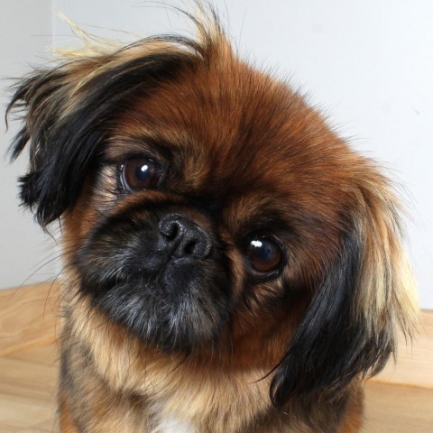 Farrah D18696, an adoptable Pekingese in Minnetonka, MN, 55345 | Photo Image 4