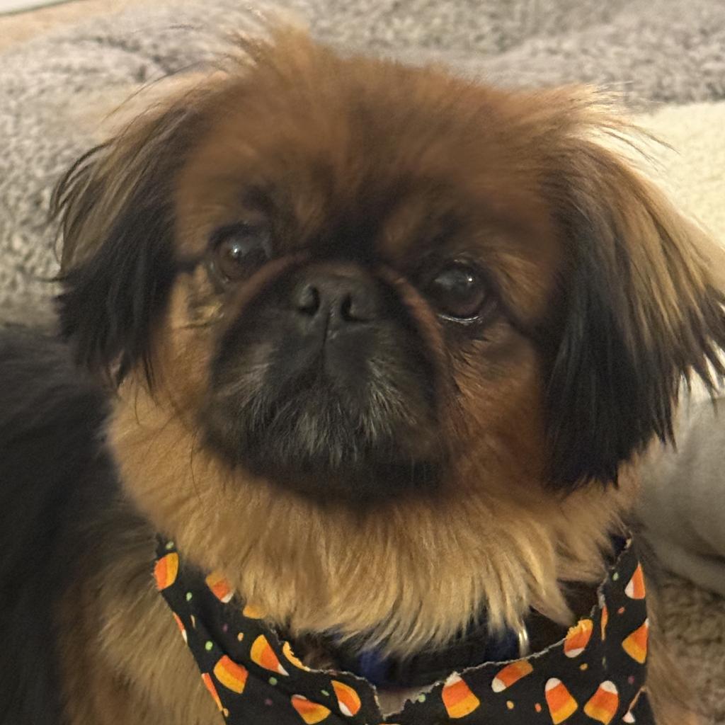 Farrah D18696, an adoptable Pekingese in Minnetonka, MN, 55345 | Photo Image 4