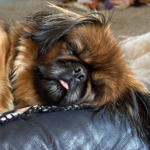 Farrah D18696, an adoptable Pekingese in Minnetonka, MN, 55345 | Photo Image 5