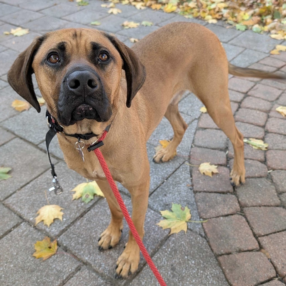 Jamie Bronco Auto, an adoptable Bloodhound in Boston, MA, 02113 | Photo Image 1