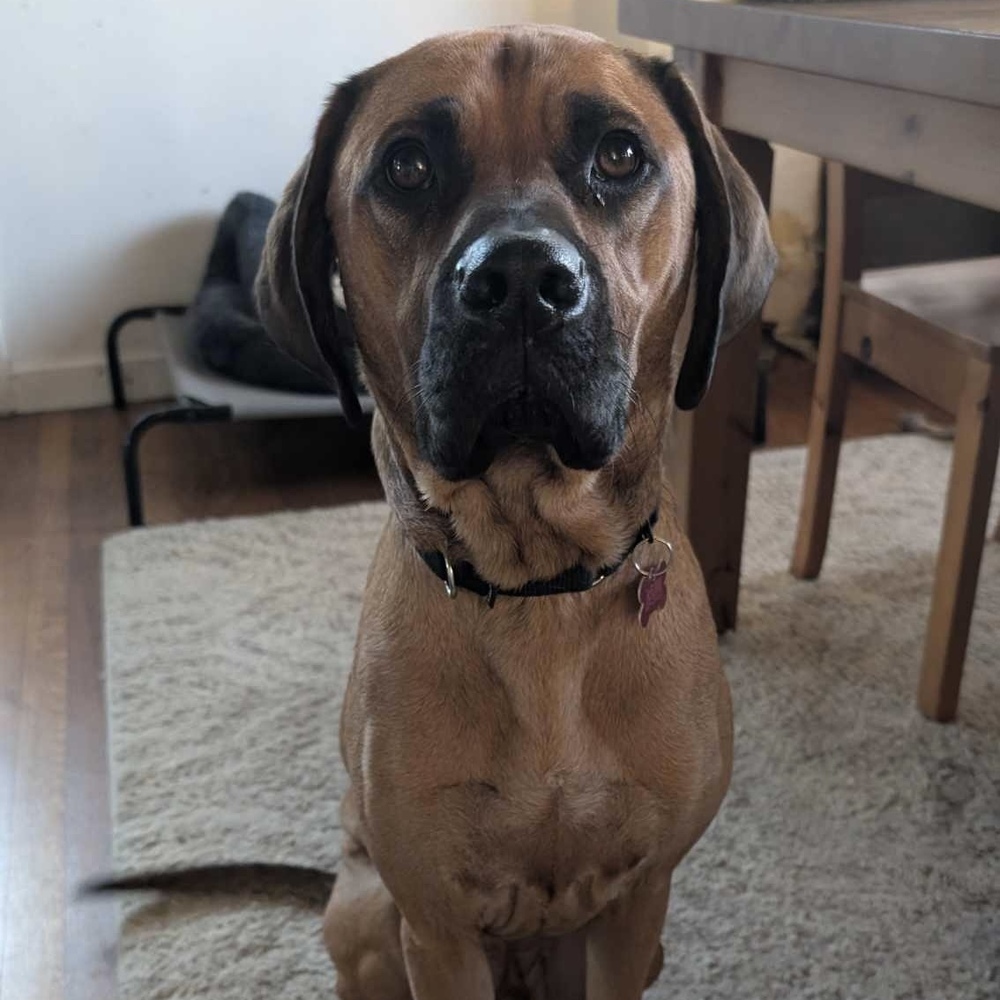 Jamie Bronco Auto, an adoptable Bloodhound in Boston, MA, 02113 | Photo Image 2