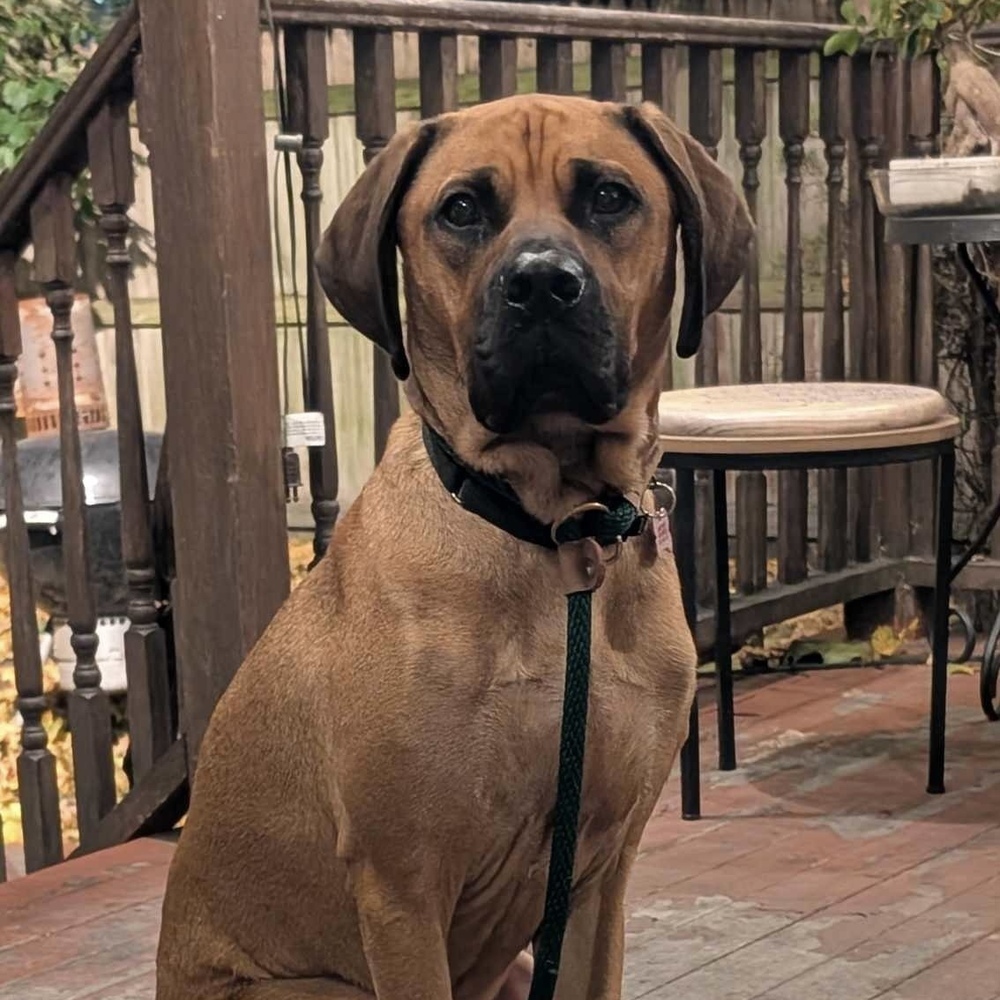 Jamie Bronco Auto, an adoptable Bloodhound in Boston, MA, 02113 | Photo Image 3