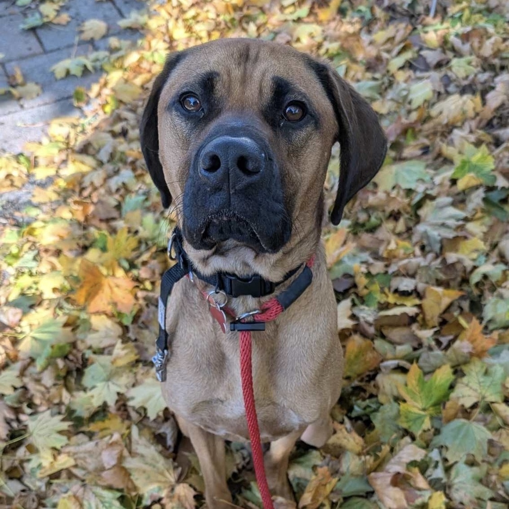 Jamie Bronco Auto, an adoptable Bloodhound in Boston, MA, 02113 | Photo Image 4