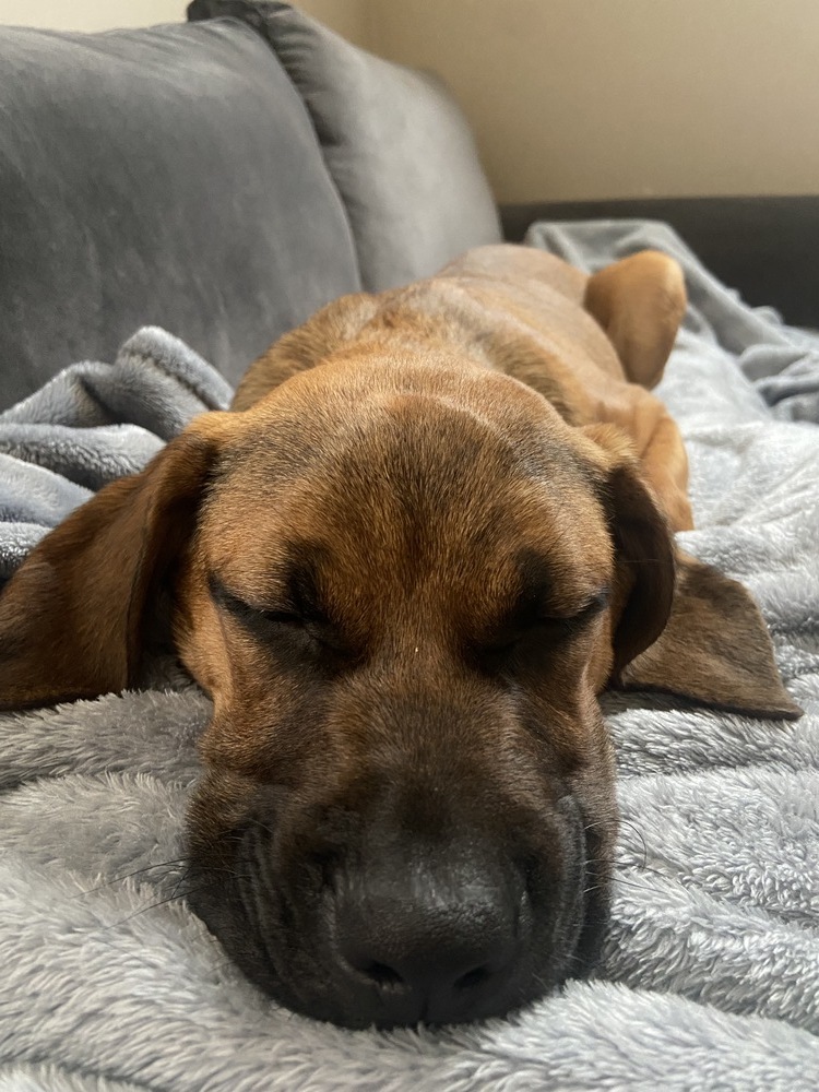 Jamie Bronco Auto, an adoptable Bloodhound in Boston, MA, 02113 | Photo Image 6