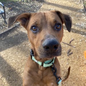 Scrappy Doo