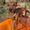 Scrappy Doo photo 2