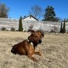 Scrappy Doo photo 5