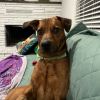 Scrappy Doo photo 6