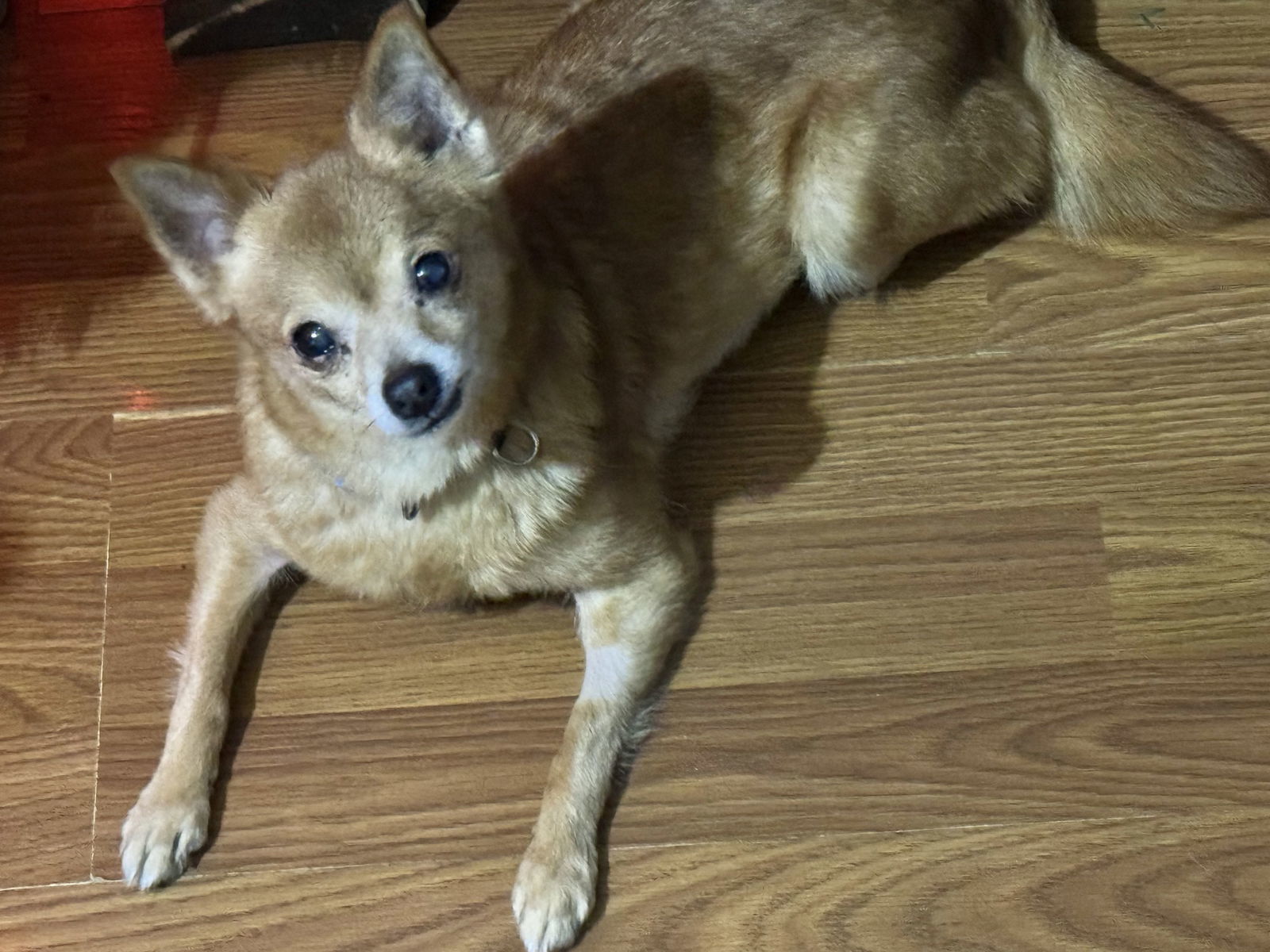 Foxy, an adoptable Chihuahua in Sioux Falls, SD, 57101 | Photo Image 1