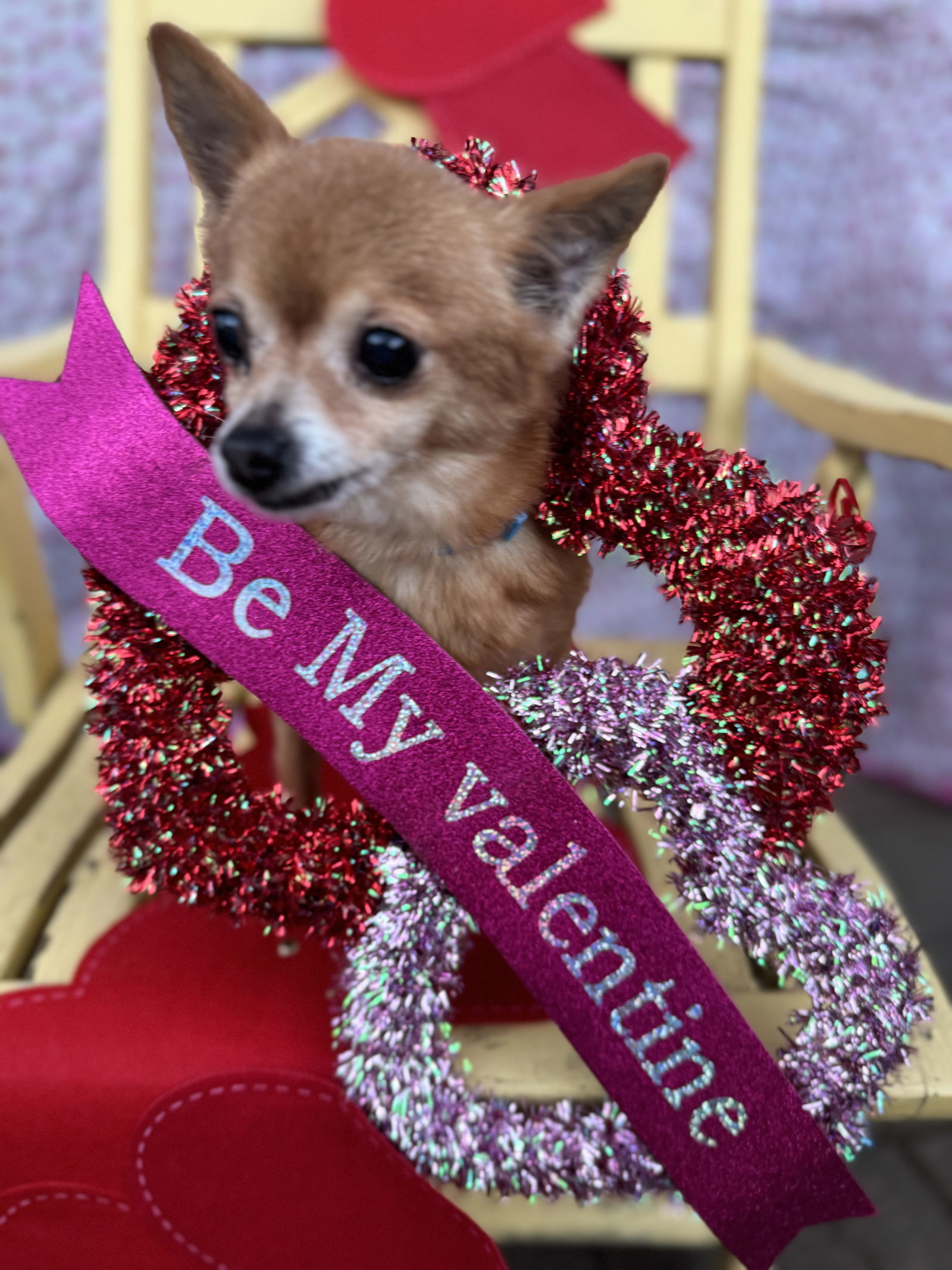 Foxy, an adoptable Chihuahua in Sioux Falls, SD, 57101 | Photo Image 2