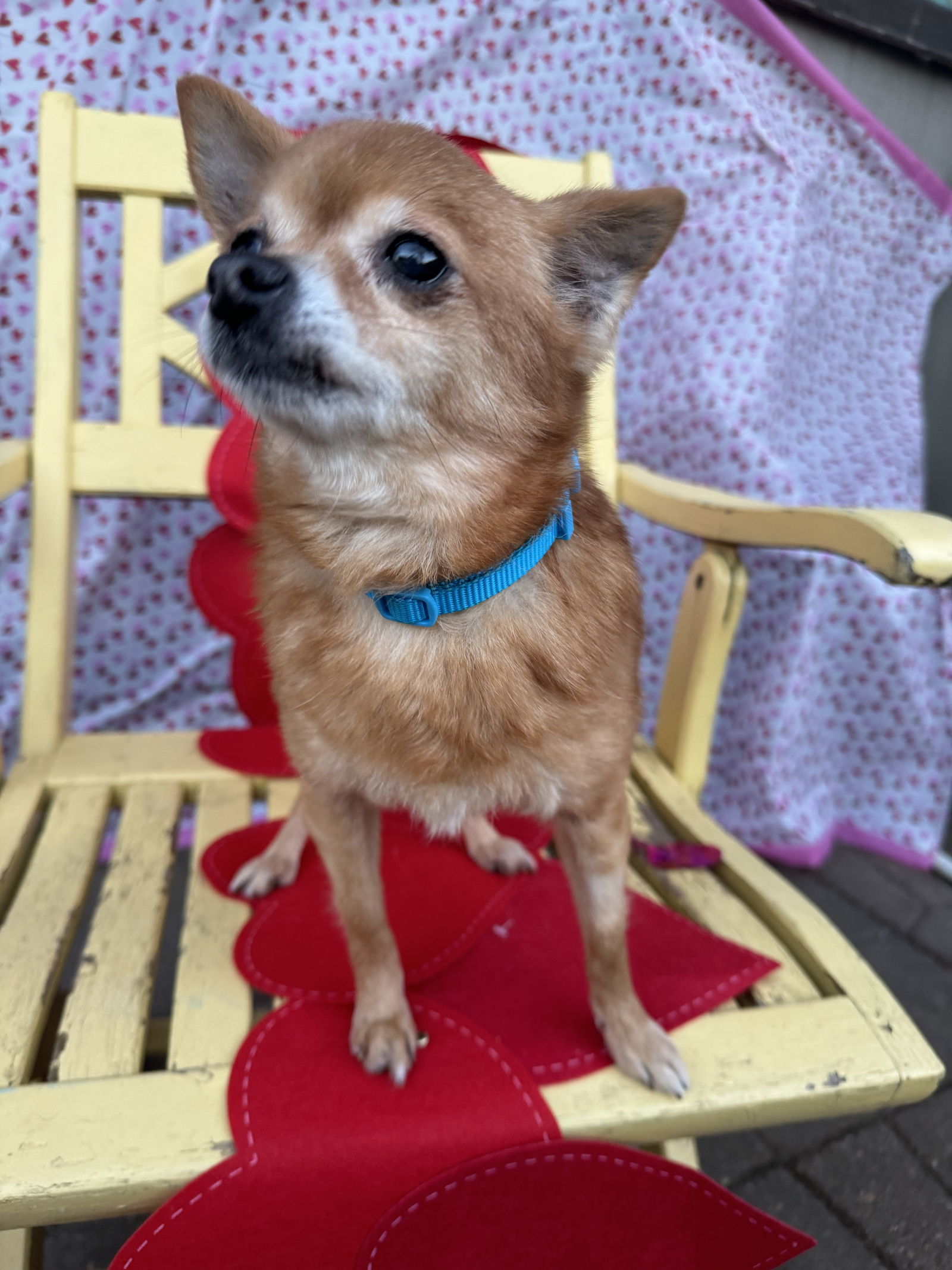 Foxy, an adoptable Chihuahua in Sioux Falls, SD, 57101 | Photo Image 3
