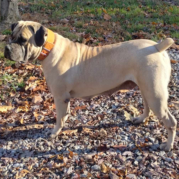 Zuri, an adoptable Boerboel in Flintstone, MD, 21530 | Photo Image 1