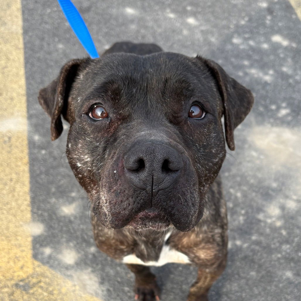 Cora, an adoptable Bullmastiff in New Castle, DE, 19720 | Photo Image 1