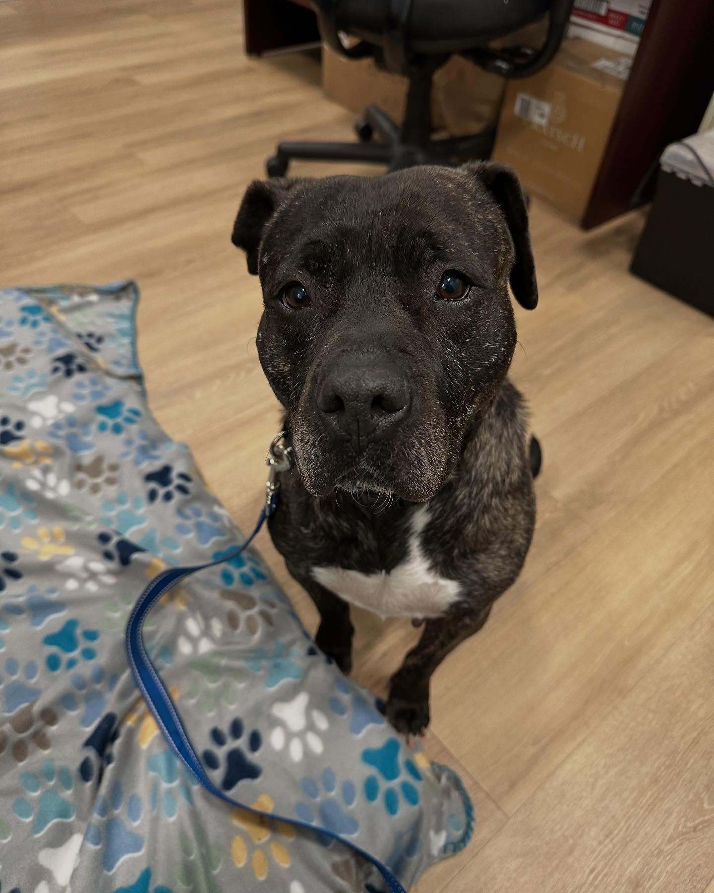 Cora, an adoptable Bullmastiff in New Castle, DE, 19720 | Photo Image 2