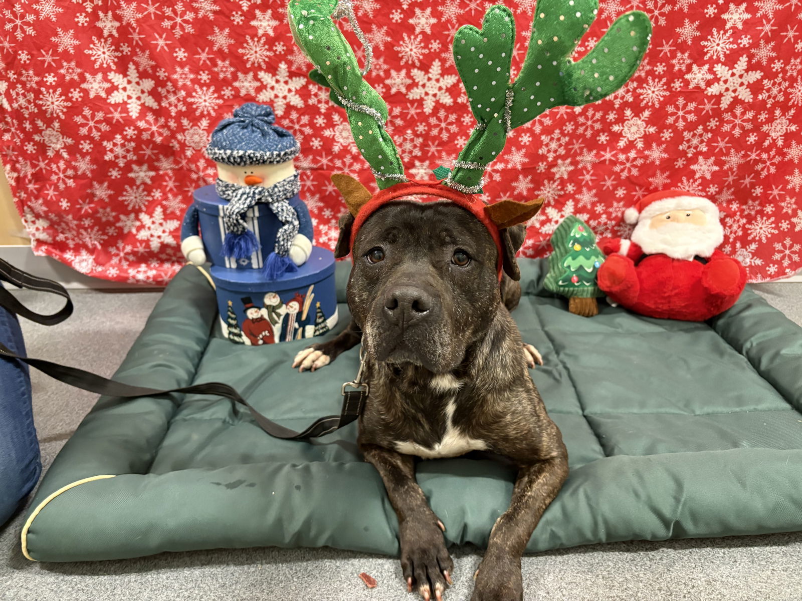 Cora, an adoptable Bullmastiff in New Castle, DE, 19720 | Photo Image 3