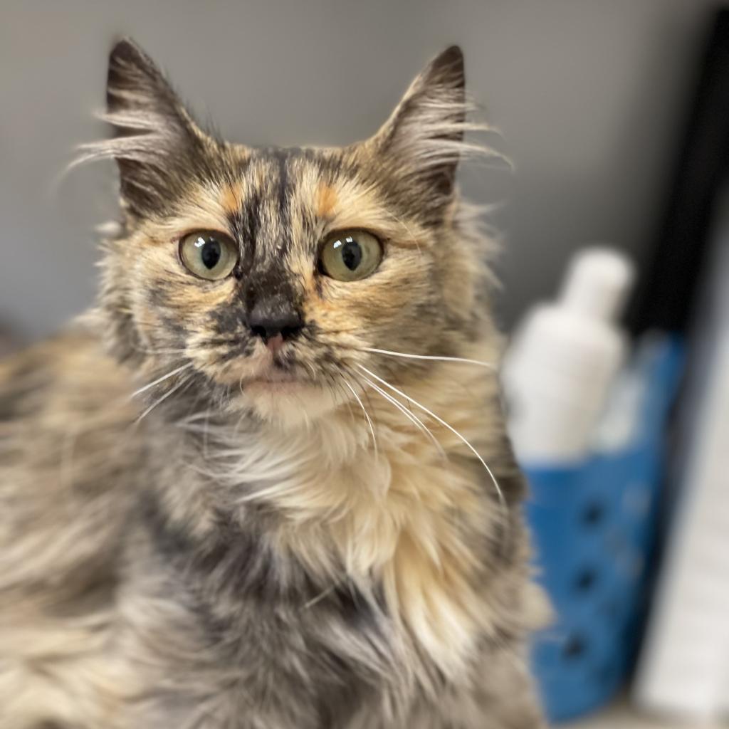 Astelle, an adoptable Domestic Long Hair in Great Falls, MT, 59404 | Photo Image 1