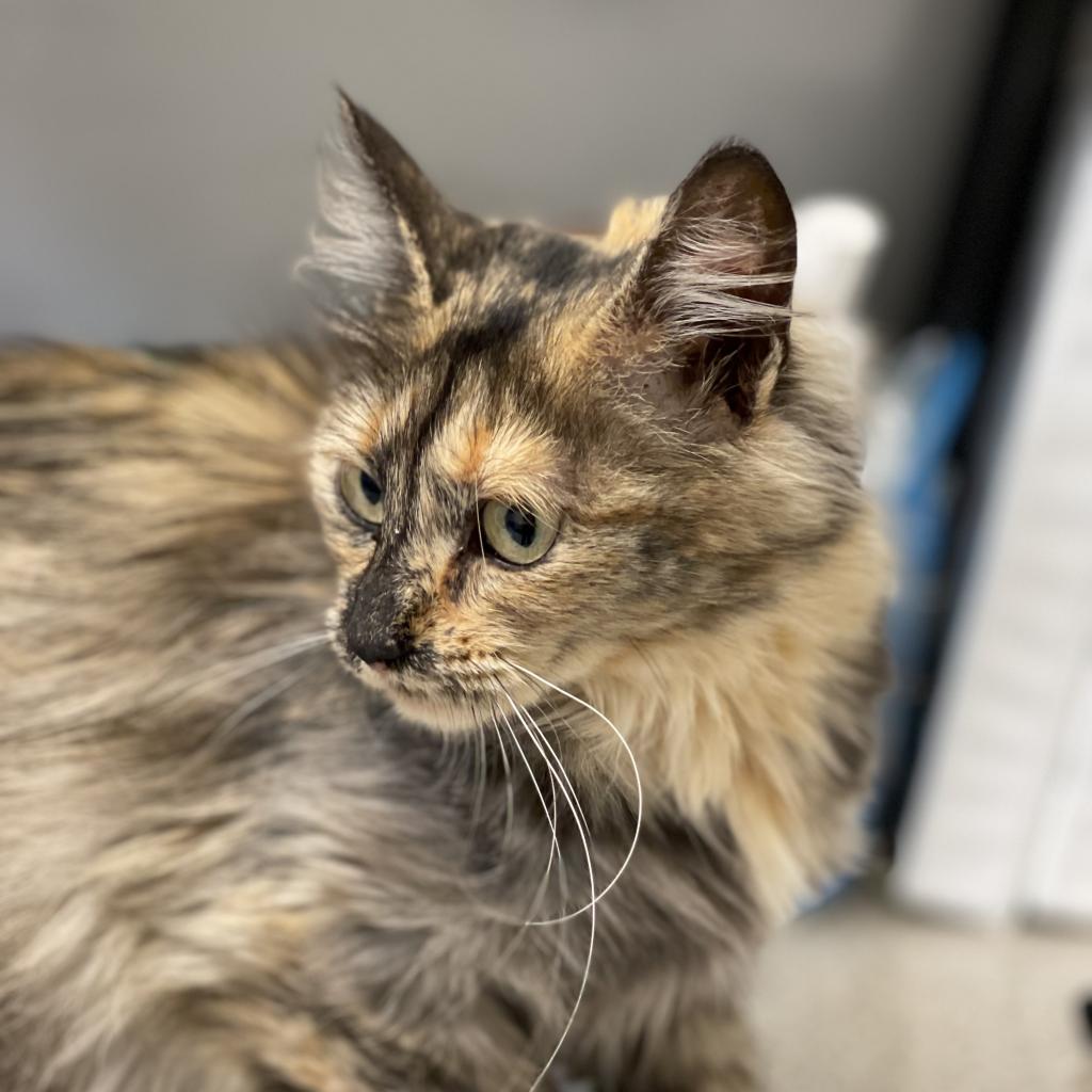 Astelle, an adoptable Domestic Long Hair in Great Falls, MT, 59404 | Photo Image 2