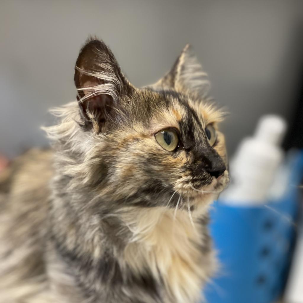 Astelle, an adoptable Domestic Long Hair in Great Falls, MT, 59404 | Photo Image 3