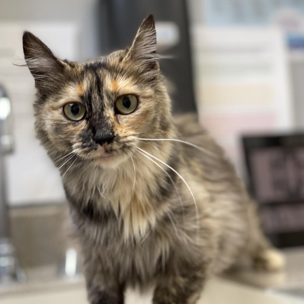 Astelle, an adoptable Domestic Long Hair in Great Falls, MT, 59404 | Photo Image 4