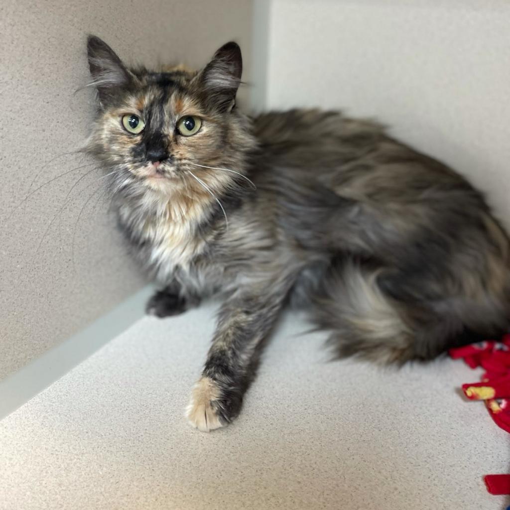 Astelle, an adoptable Domestic Long Hair in Great Falls, MT, 59404 | Photo Image 5