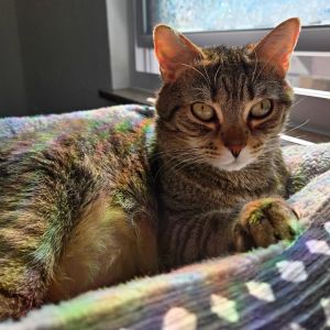 SHOTGUN, Adult Male Domestic Short Hair