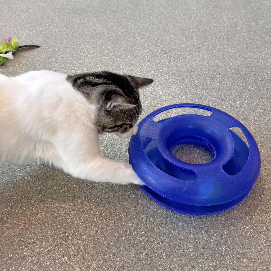 Roomba, an adoptable Domestic Short Hair in Hailey, ID, 83333 | Photo Image 3