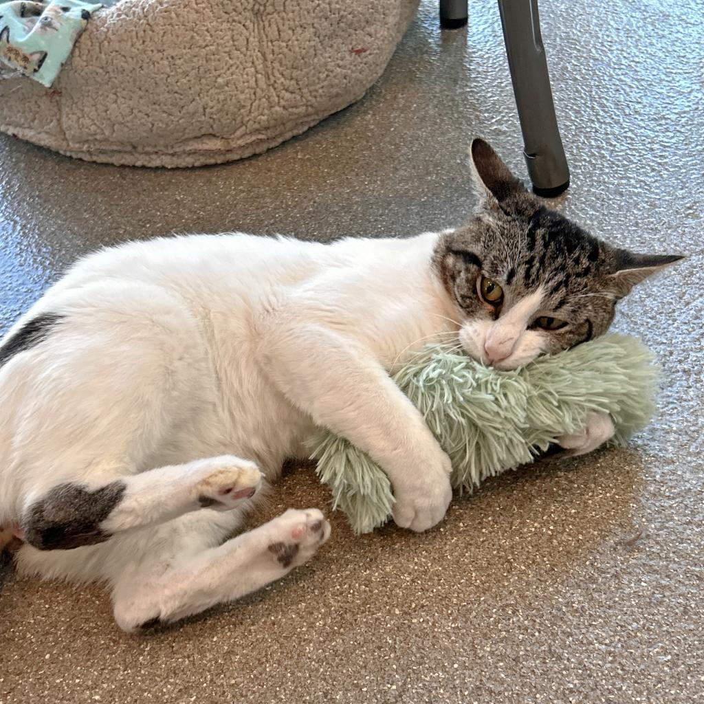 Roomba, an adoptable Domestic Short Hair in Hailey, ID, 83333 | Photo Image 4