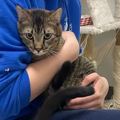 Bob the Bobcat, an adoptable Domestic Short Hair in St. Helena, CA, 94574 | Photo Image 2