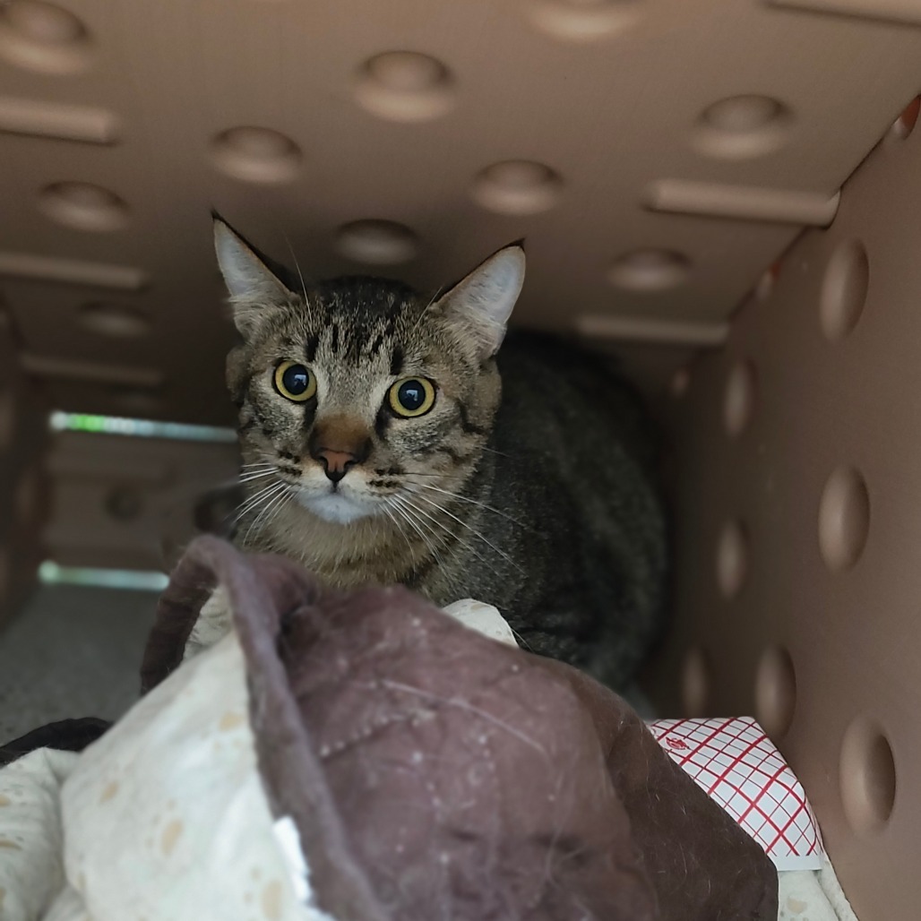 Bob the Bobcat, an adoptable Domestic Short Hair in St. Helena, CA, 94574 | Photo Image 4