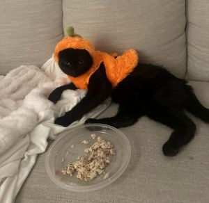 I have lived with cats I would appreciate slow introductions to new people and places to help me fe