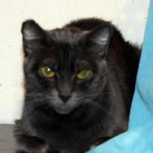 Lulu Lemon Domestic Short Hair Cat