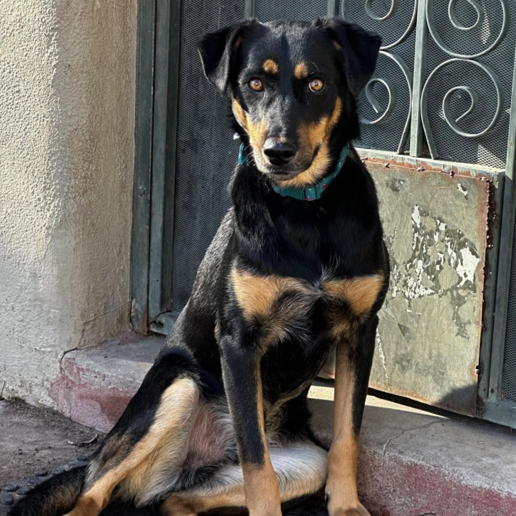 CJ - PAWS, an adoptable Mixed Breed in Las Cruces, NM, 88001 | Photo Image 1