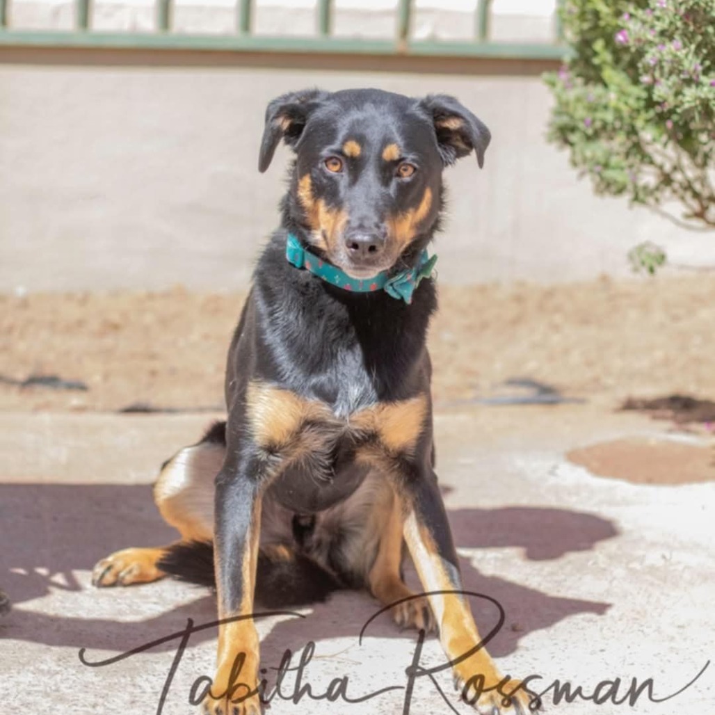CJ - PAWS, an adoptable Mixed Breed in Las Cruces, NM, 88001 | Photo Image 1