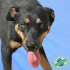 CJ - PAWS photo 2