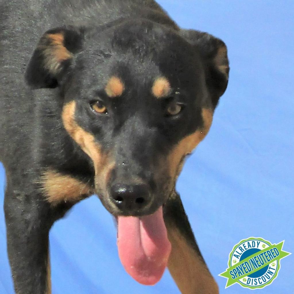 CJ - PAWS, an adoptable Mixed Breed in Las Cruces, NM, 88001 | Photo Image 2