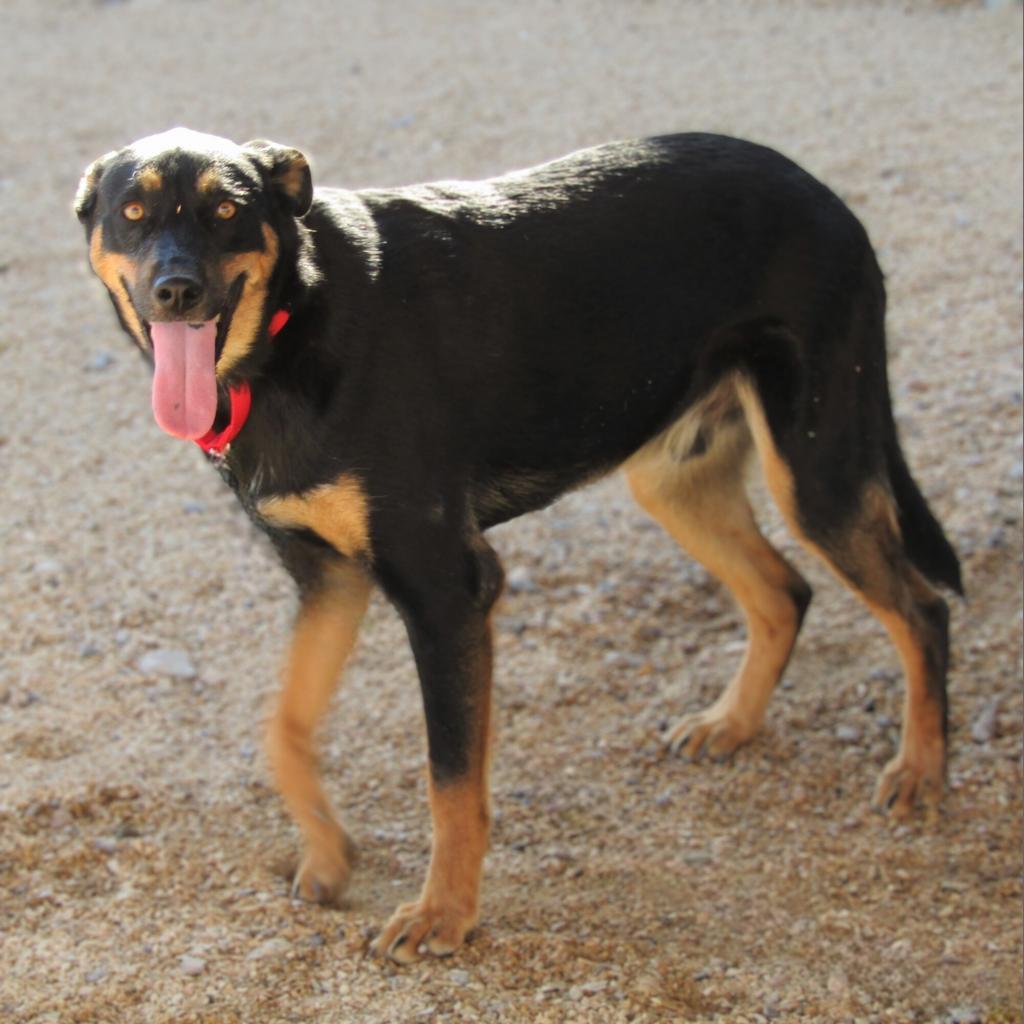 CJ - PAWS, an adoptable Mixed Breed in Las Cruces, NM, 88001 | Photo Image 3