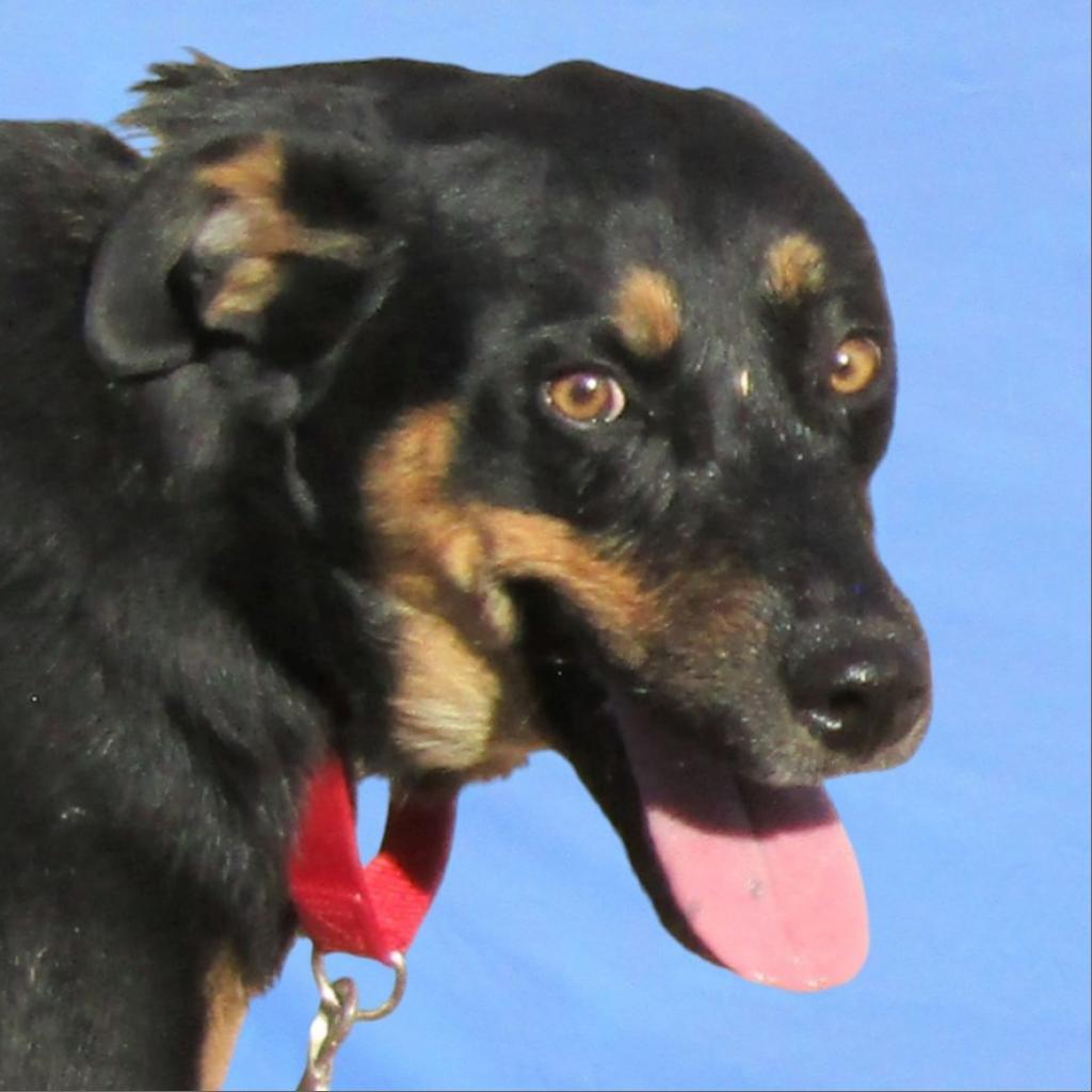 CJ - PAWS, an adoptable Mixed Breed in Las Cruces, NM, 88001 | Photo Image 4