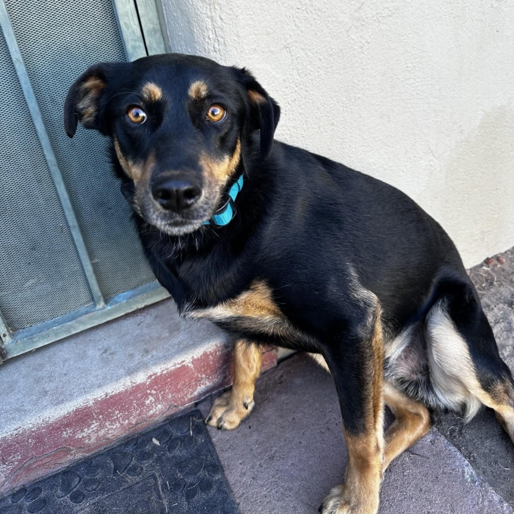CJ - PAWS, an adoptable Mixed Breed in Las Cruces, NM, 88001 | Photo Image 5