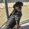 CJ - PAWS photo 6