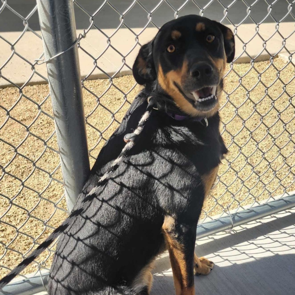 CJ - PAWS, an adoptable Mixed Breed in Las Cruces, NM, 88001 | Photo Image 6