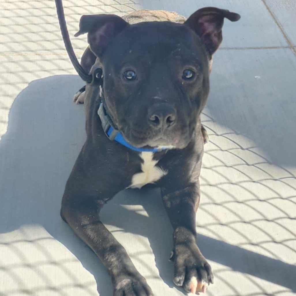Carlos - PAWS, an adoptable Mixed Breed in Las Cruces, NM, 88001 | Photo Image 1