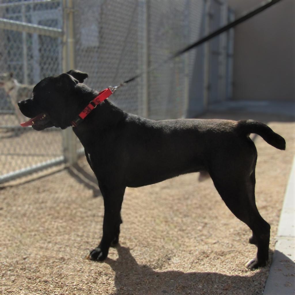 Carlos - PAWS, an adoptable Mixed Breed in Las Cruces, NM, 88001 | Photo Image 2
